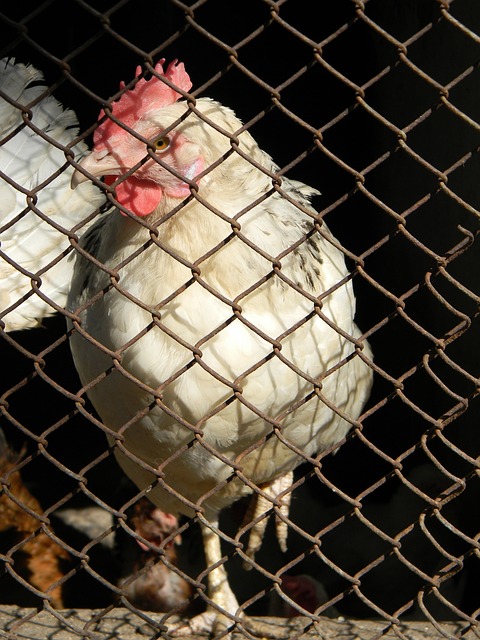 社会展开的 社会展开的